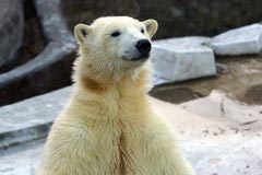 Белый медведь в кадре: объявляем фотоохоту на Мурму и Врангеля