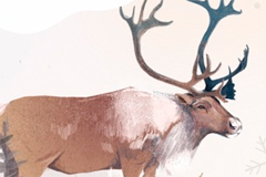 Дикие северные олени Лапландского заповедника станут главными героями новогодней кампании WWF России