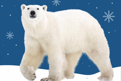 WWF России представил онлайн адвент-календарь в защиту белого медведя