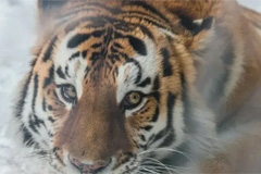 Телебашни РТРС включат подсветку в поддержку усилий по спасению амурских тигров