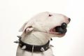 Doggi Style: � �������� �������� �������� ���� ������
